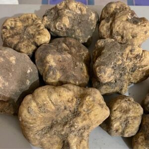 Tartufo Bianco Spedizione Veloce