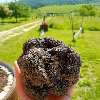 DI IORIO TARTUFI